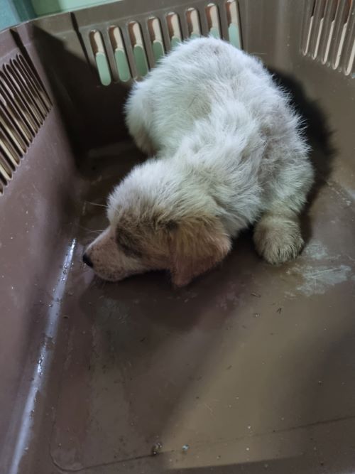 믹스견 이미지 파일 입니다.