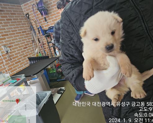 믹스견 이미지 파일 입니다.