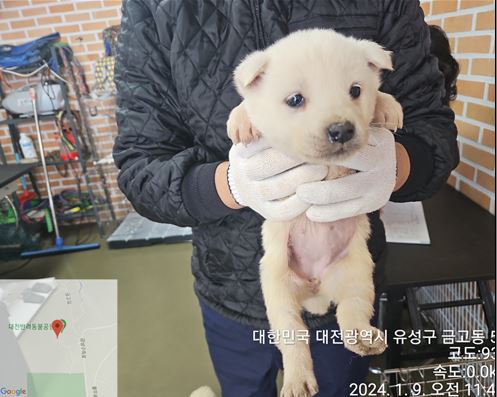 믹스견 이미지 파일 입니다.