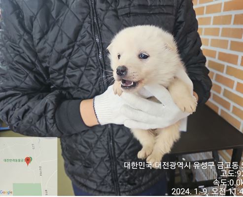 믹스견 이미지 파일 입니다.