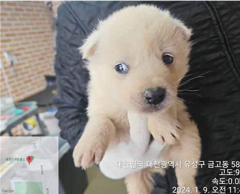 믹스견 이미지 파일 입니다.