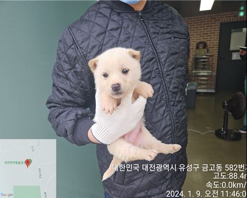 믹스견 이미지 파일 입니다.