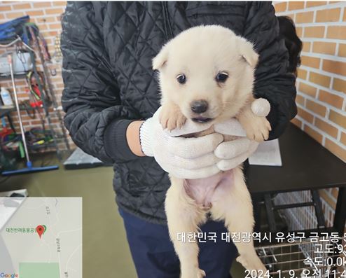 믹스견 이미지 파일 입니다.