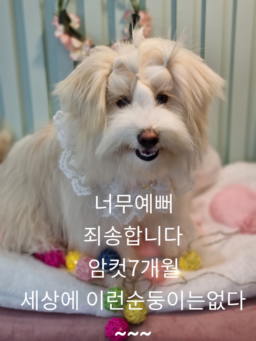 노퍽 테리어 이미지 파일 입니다.