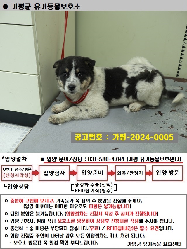 믹스견 이미지 파일 입니다.