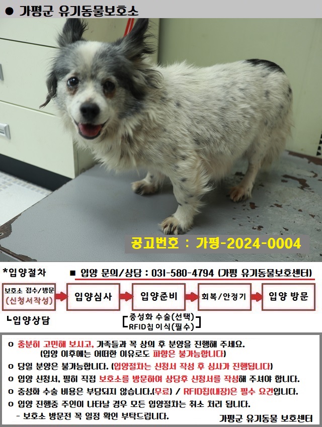믹스견 이미지 파일 입니다.