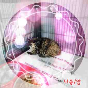 믹스묘 이미지 파일 입니다.