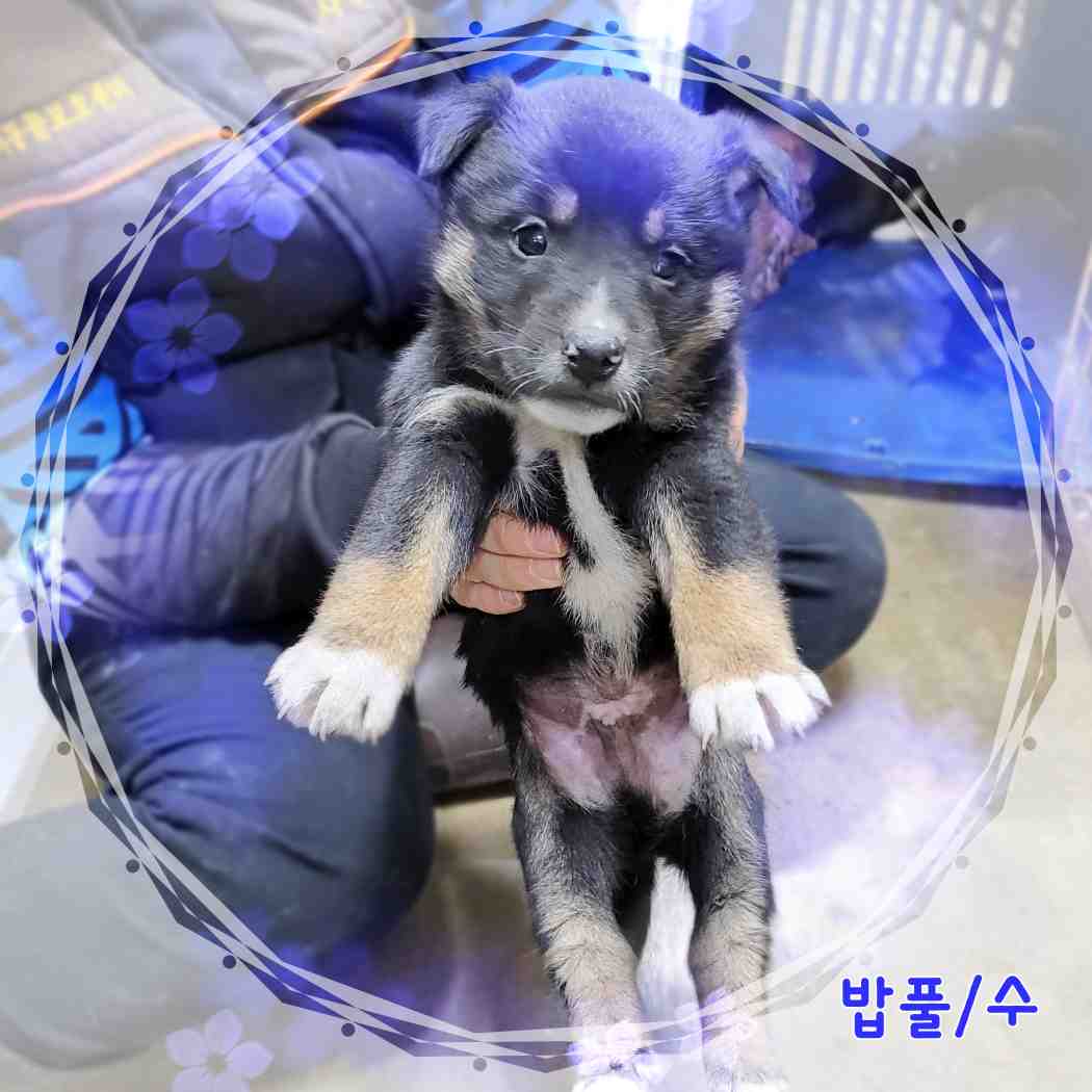 믹스견 이미지 파일 입니다.