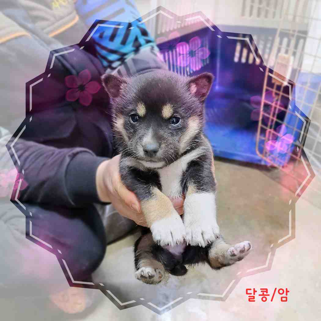 믹스견 이미지 파일 입니다.