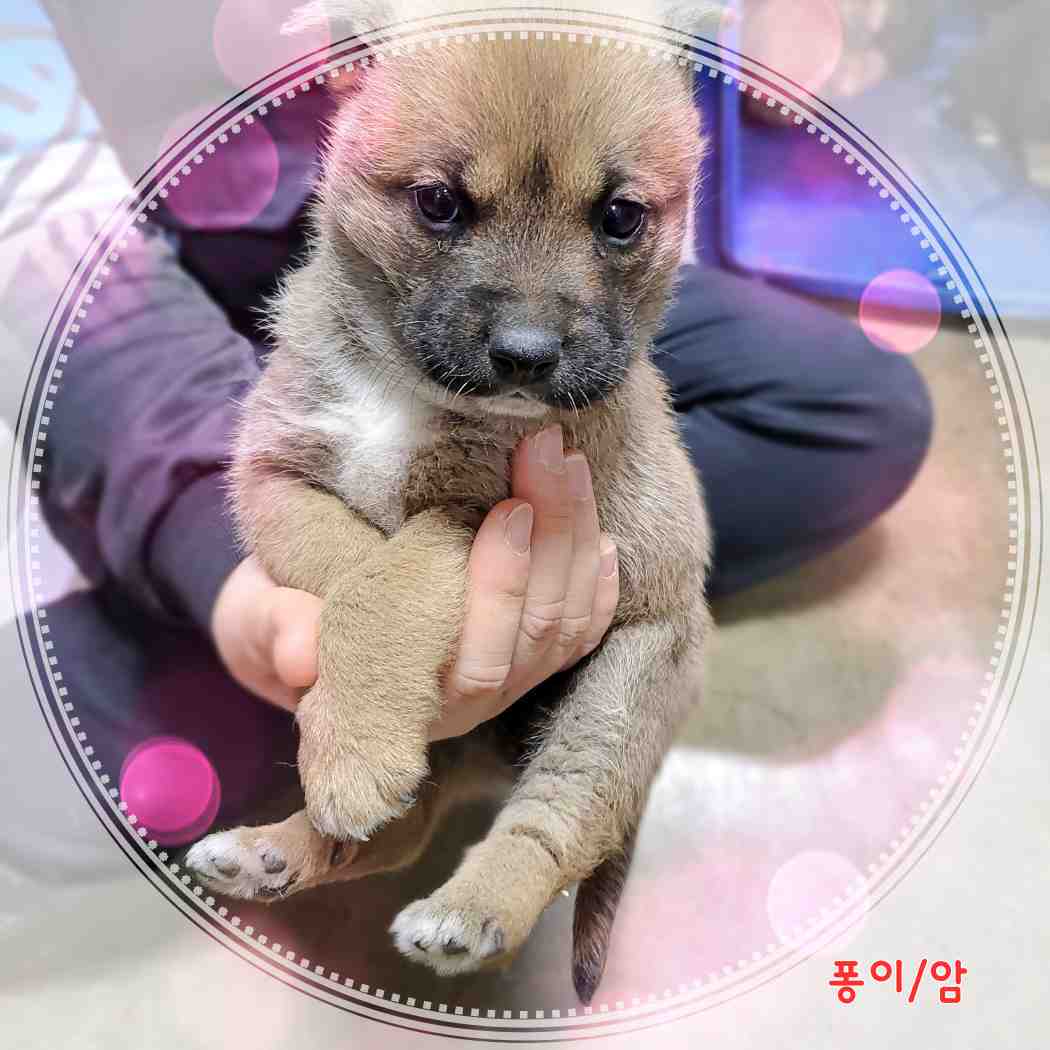 믹스견 이미지 파일 입니다.