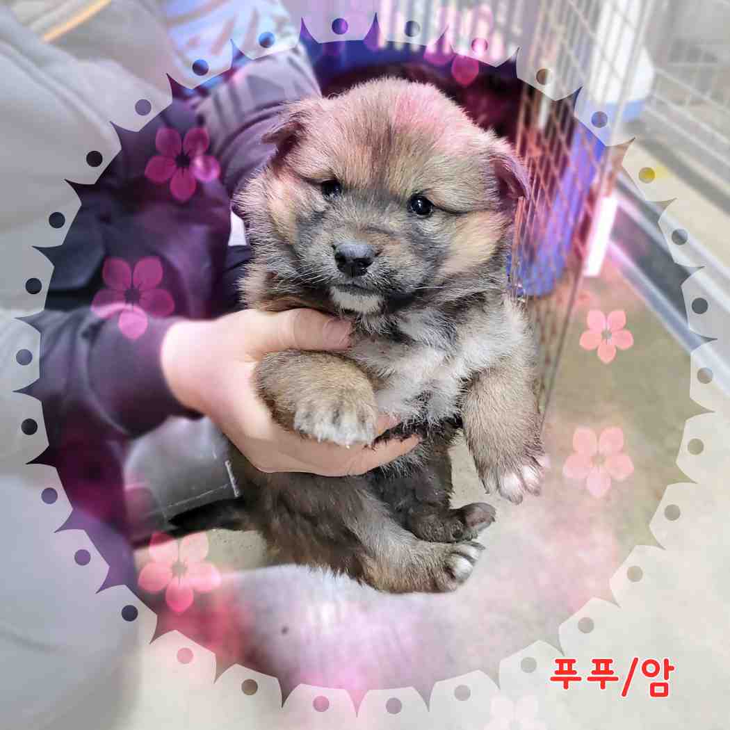 믹스견 이미지 파일 입니다.