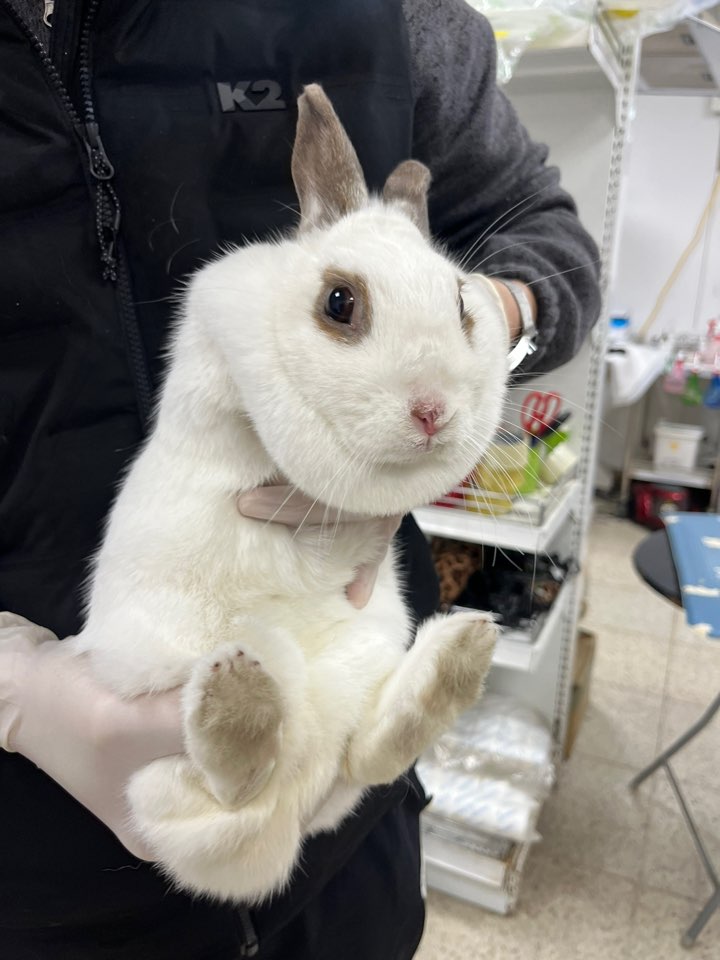 [기타축종] 토끼 이미지 파일 입니다.