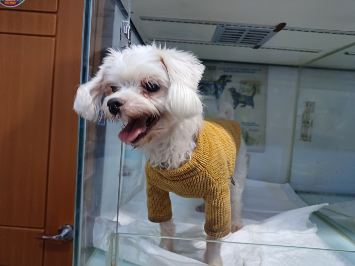 말티즈 이미지 파일 입니다.
