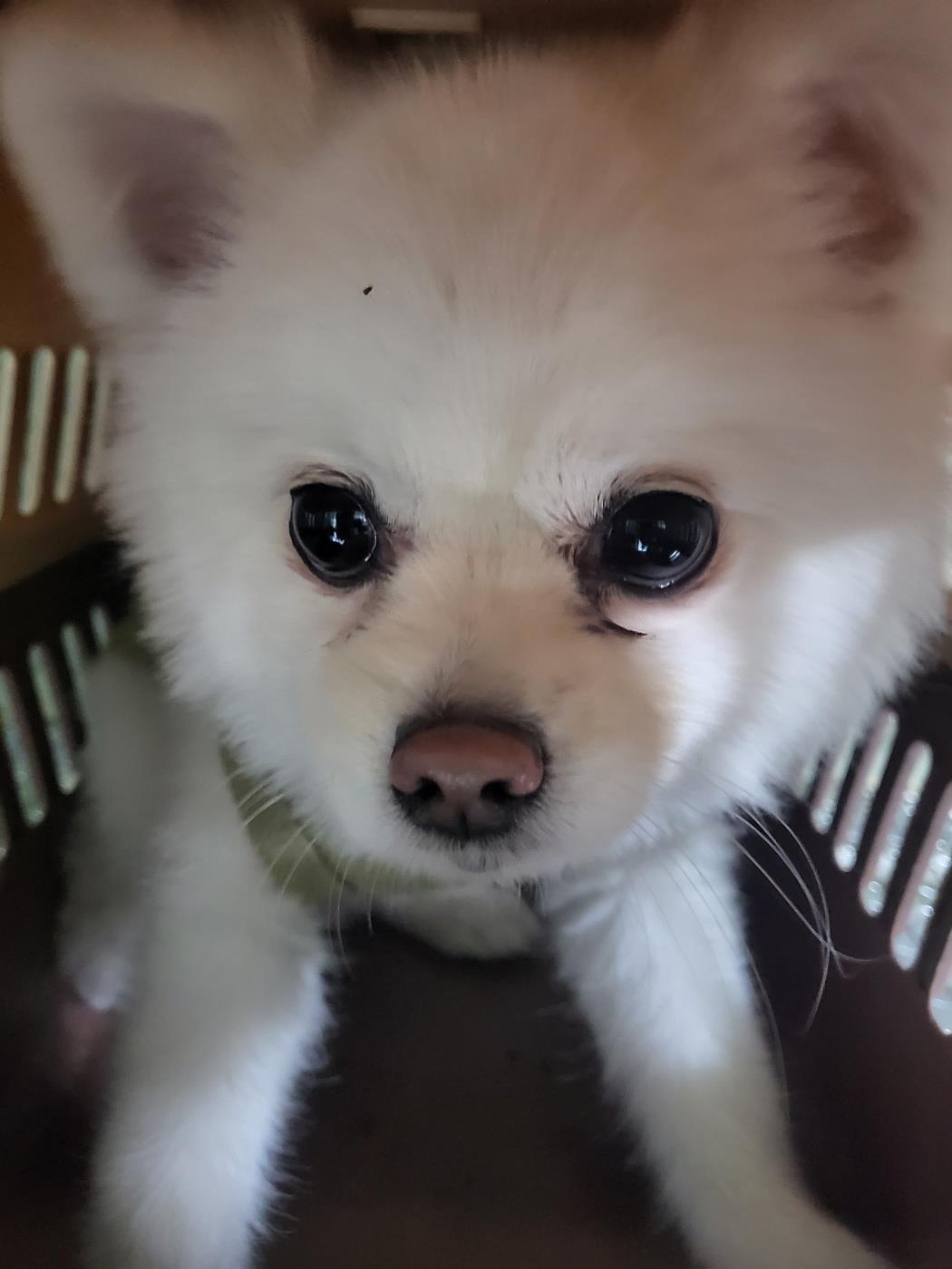 포메라니안 이미지 파일 입니다.