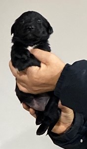 믹스견 이미지 파일 입니다.