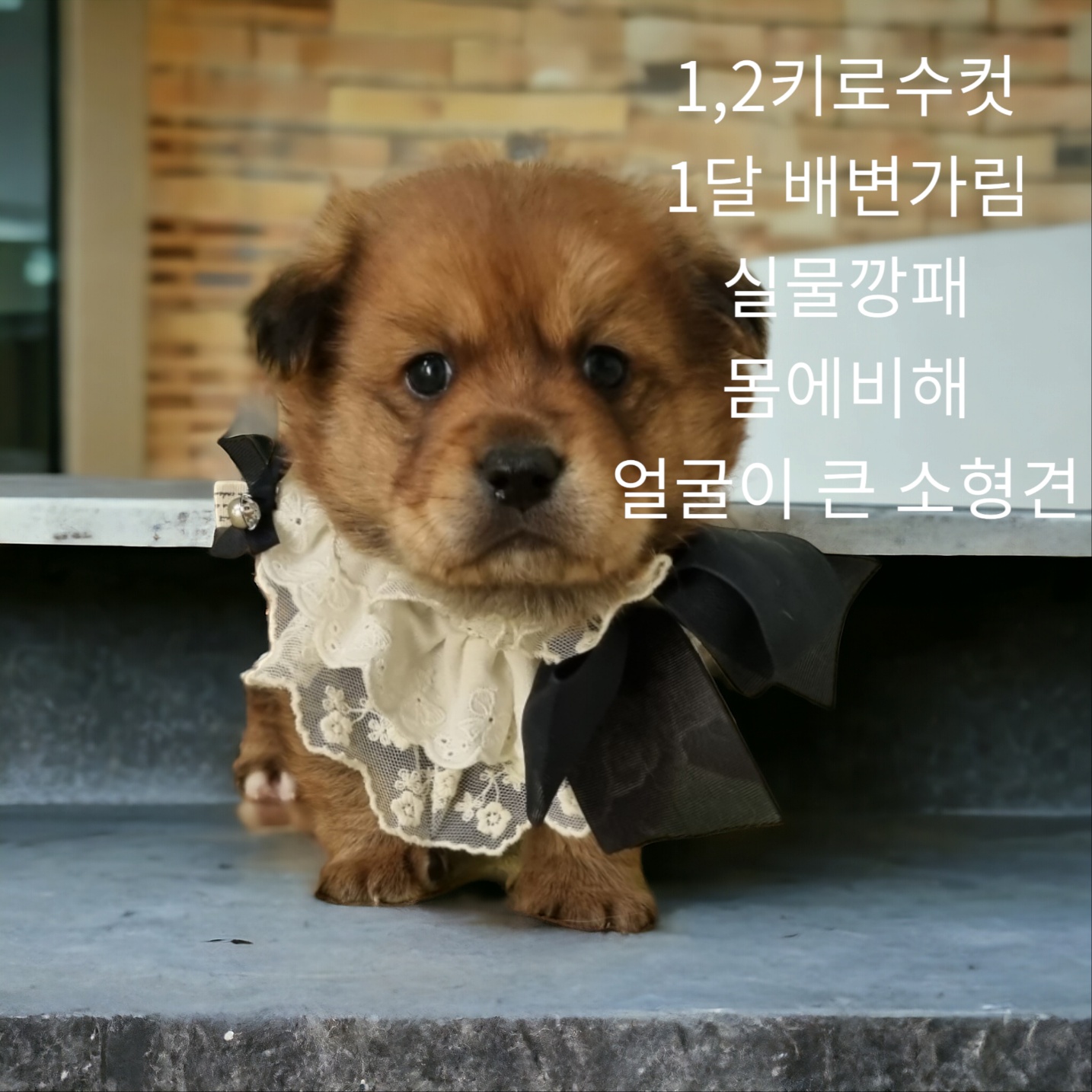 믹스견 이미지 파일 입니다.