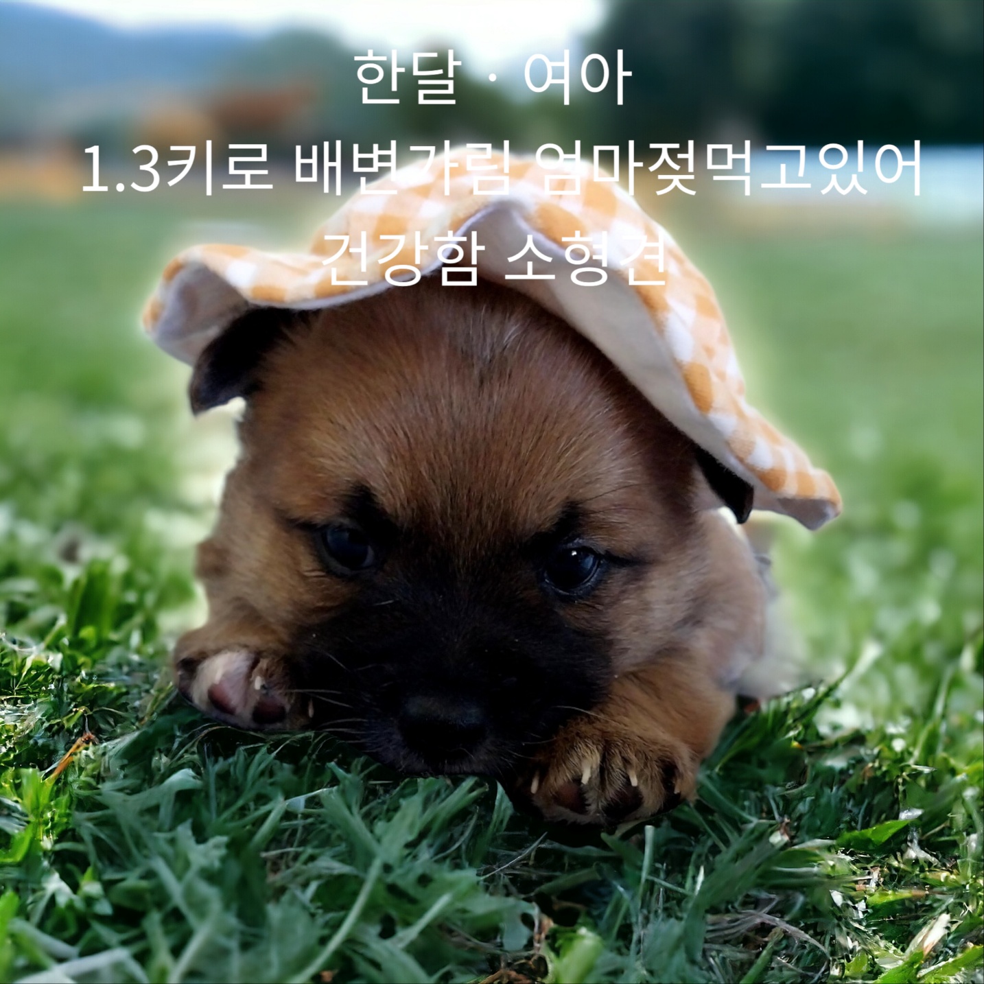 믹스견 이미지 파일 입니다.