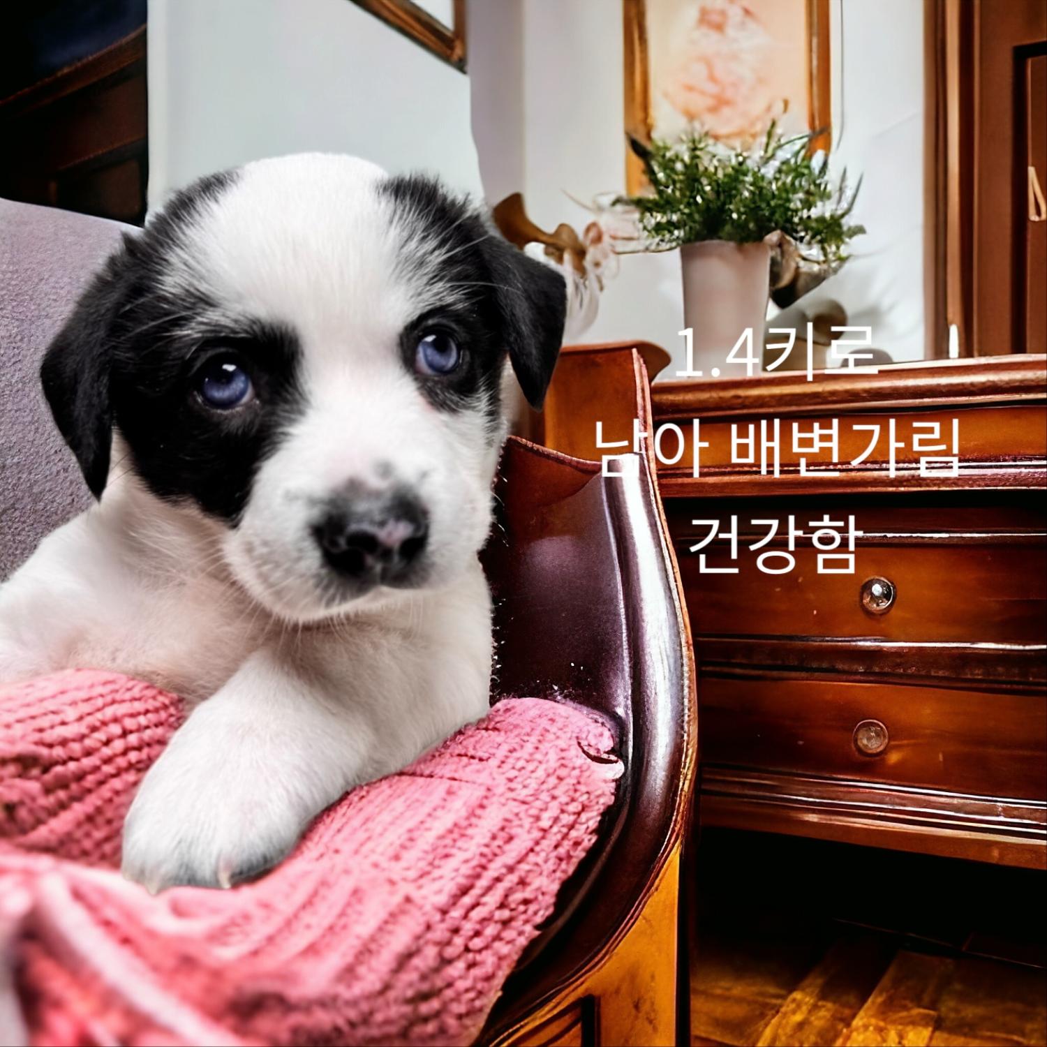 믹스견 이미지 파일 입니다.