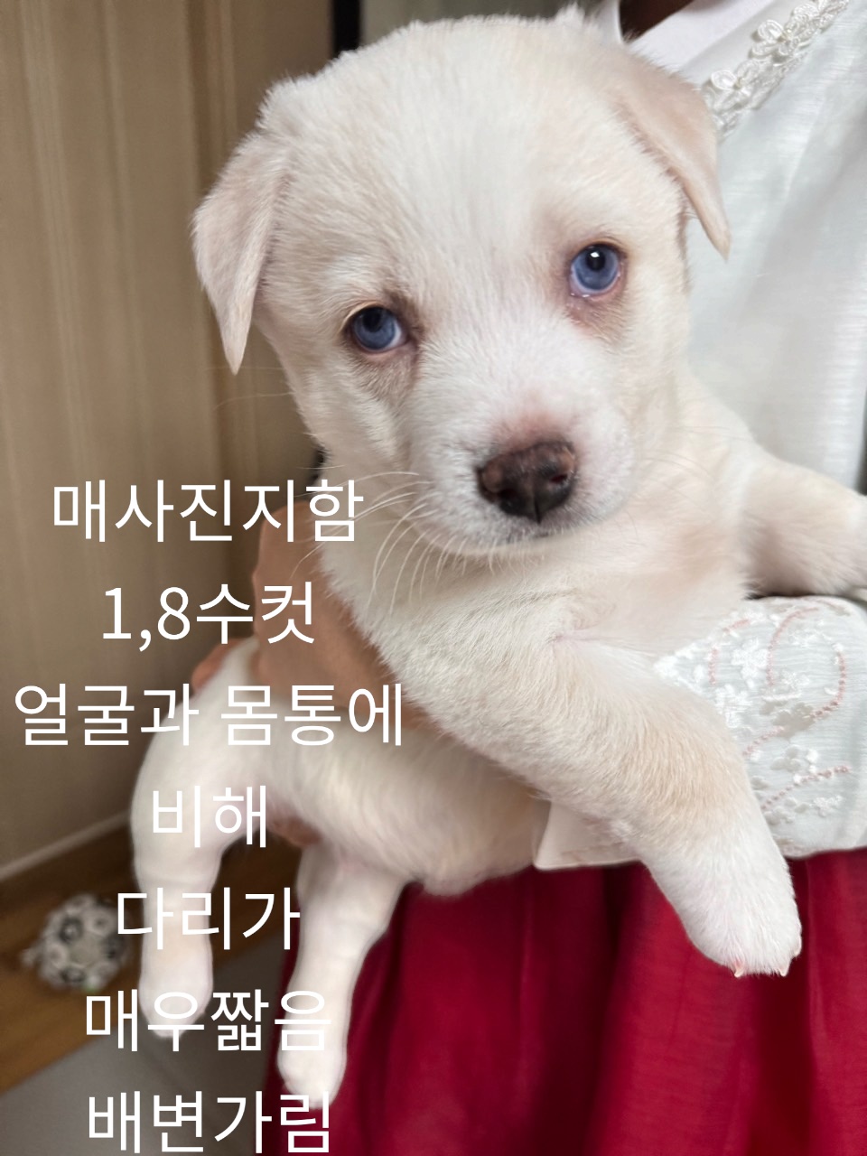 믹스견 이미지 파일 입니다.
