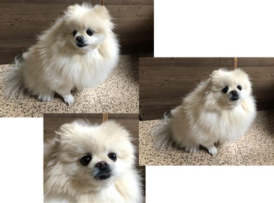 포메라니안 이미지 파일 입니다.
