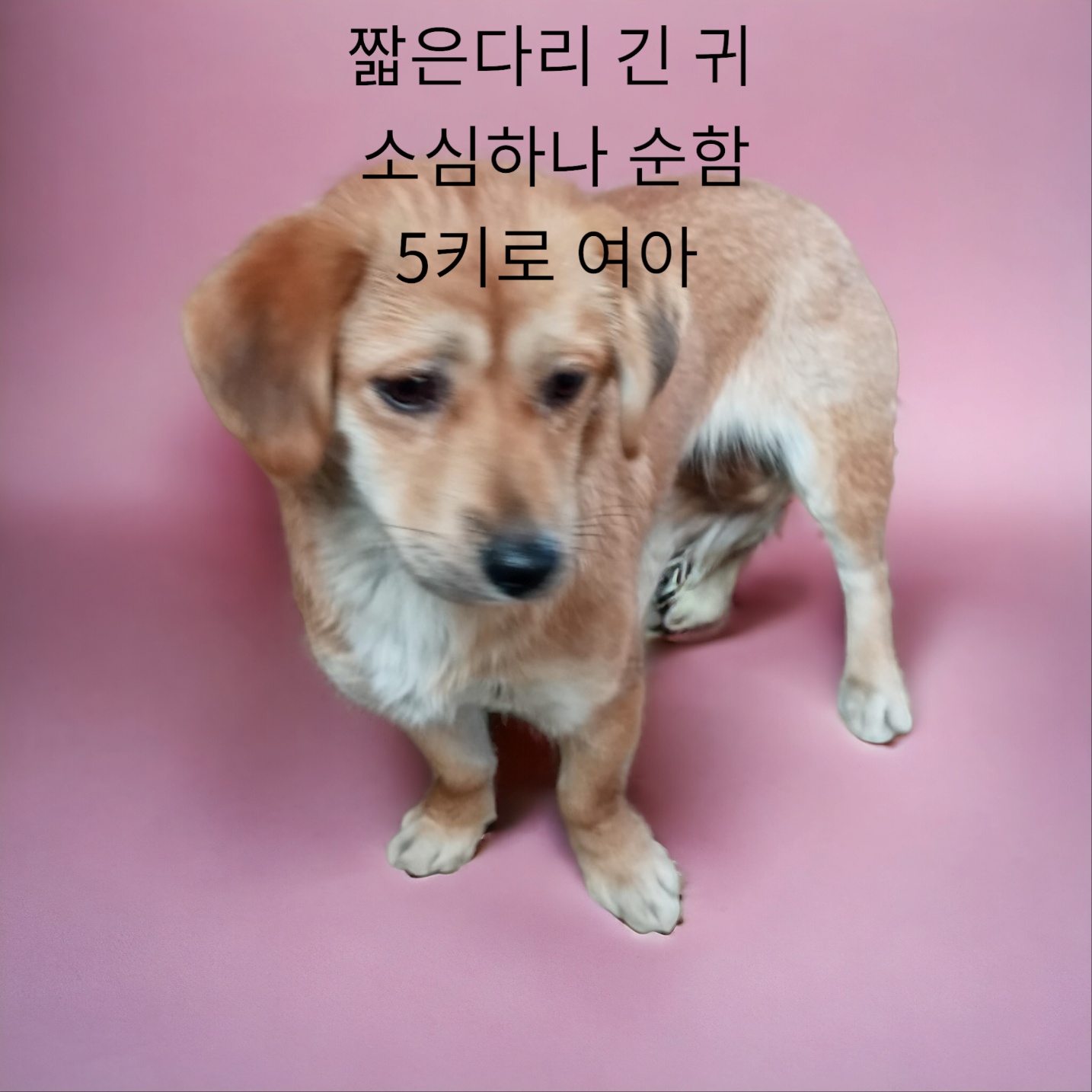 믹스견 이미지 파일 입니다.