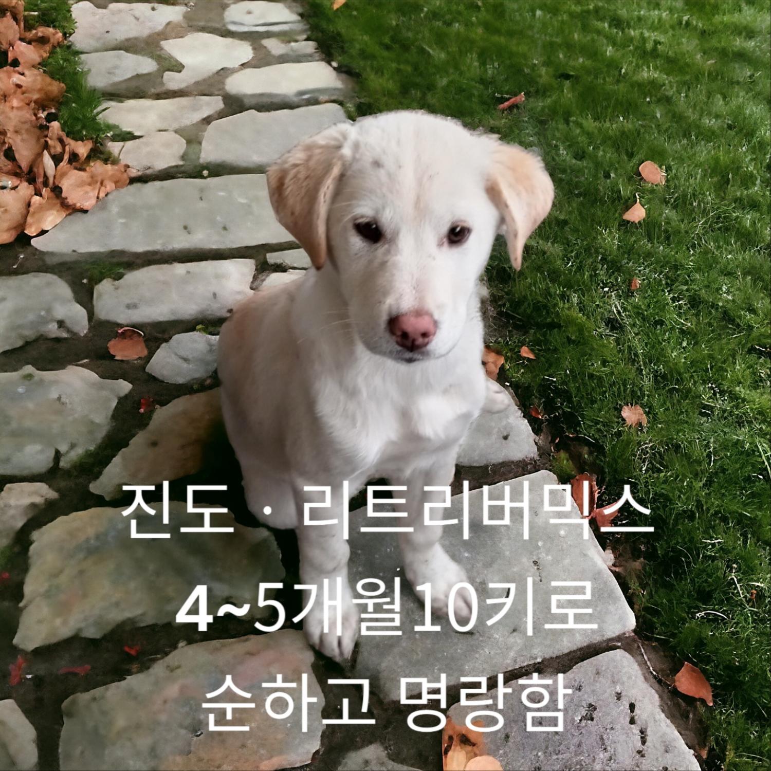 진도 리트리버믹스 이미지 파일 입니다.
