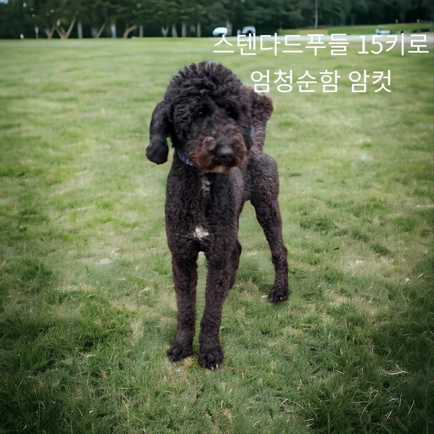 스탠다드 푸들 이미지 파일 입니다.