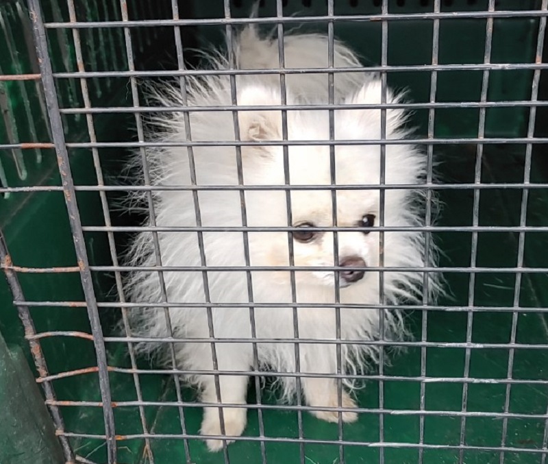 포메라니안 이미지 파일 입니다.