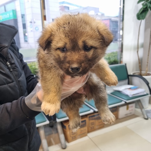 믹스견 이미지 파일 입니다.