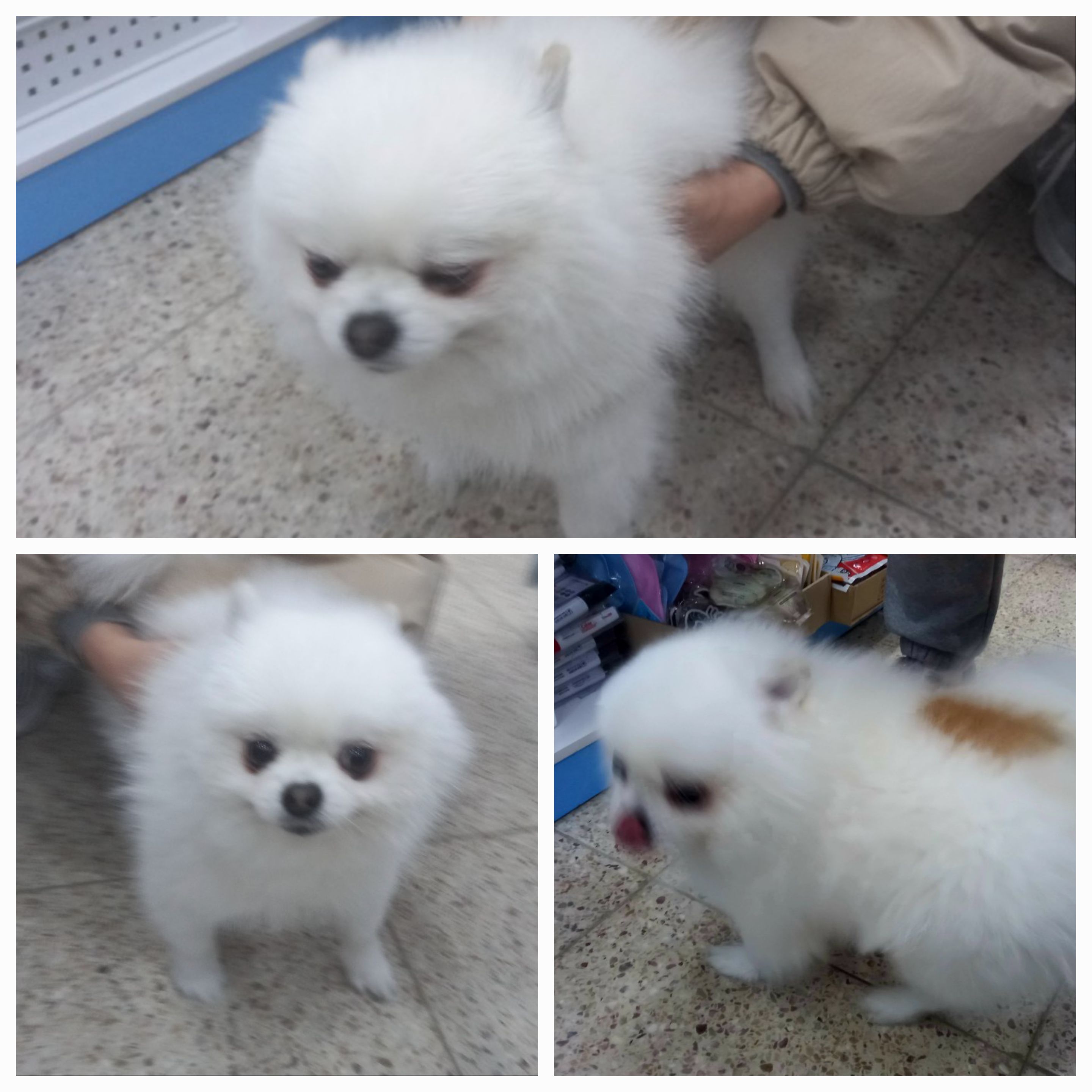 포메라니안 이미지 파일 입니다.