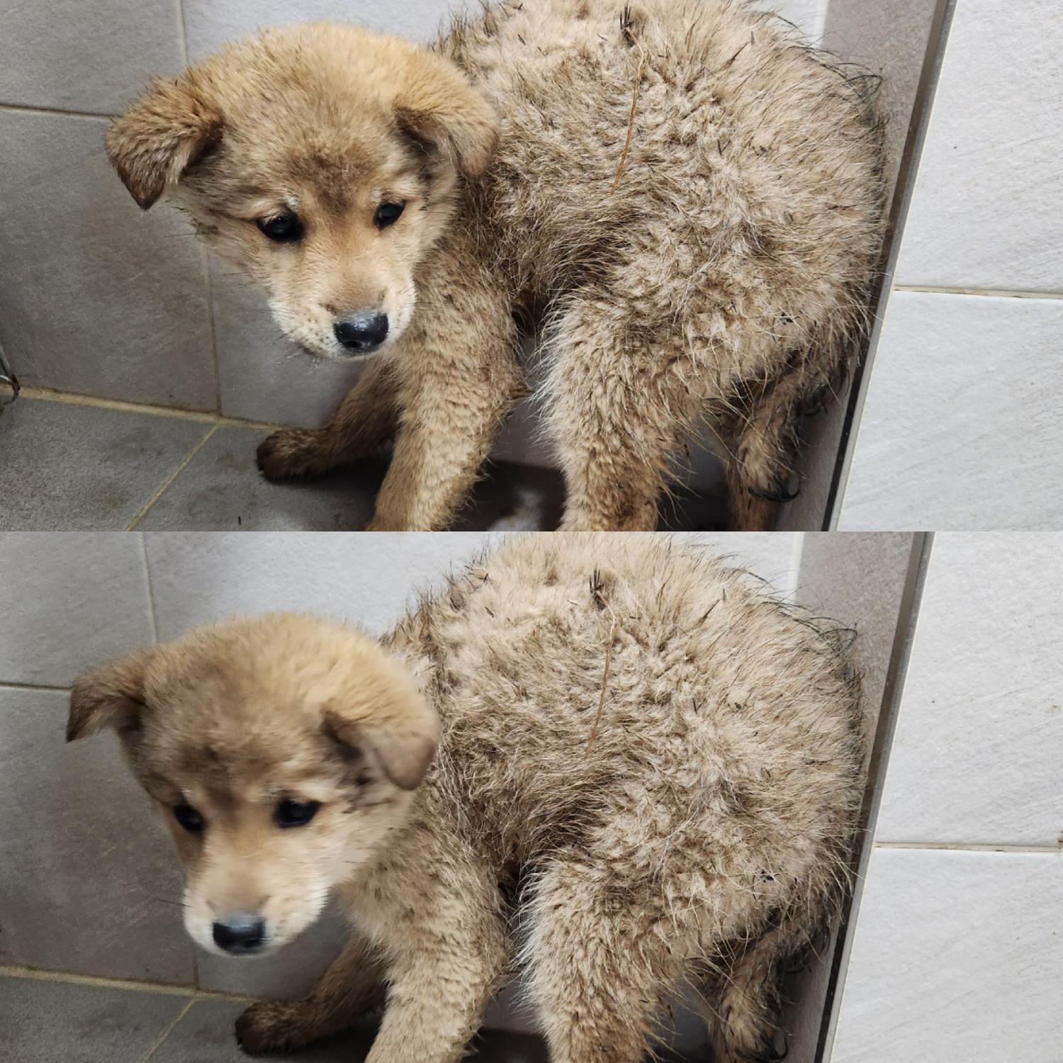 믹스견 이미지 파일 입니다.