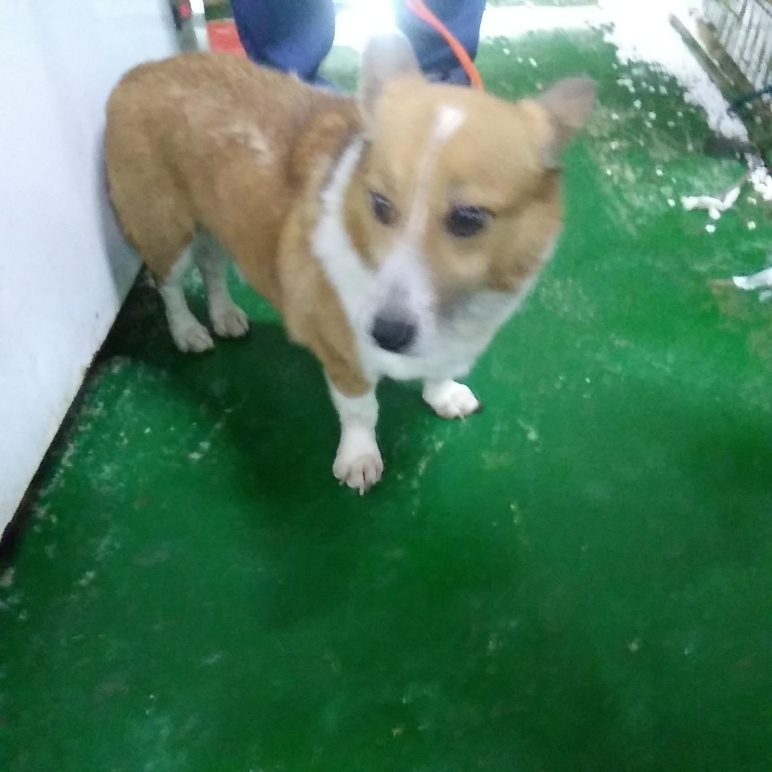 웰시 코기 카디건 이미지 파일 입니다.