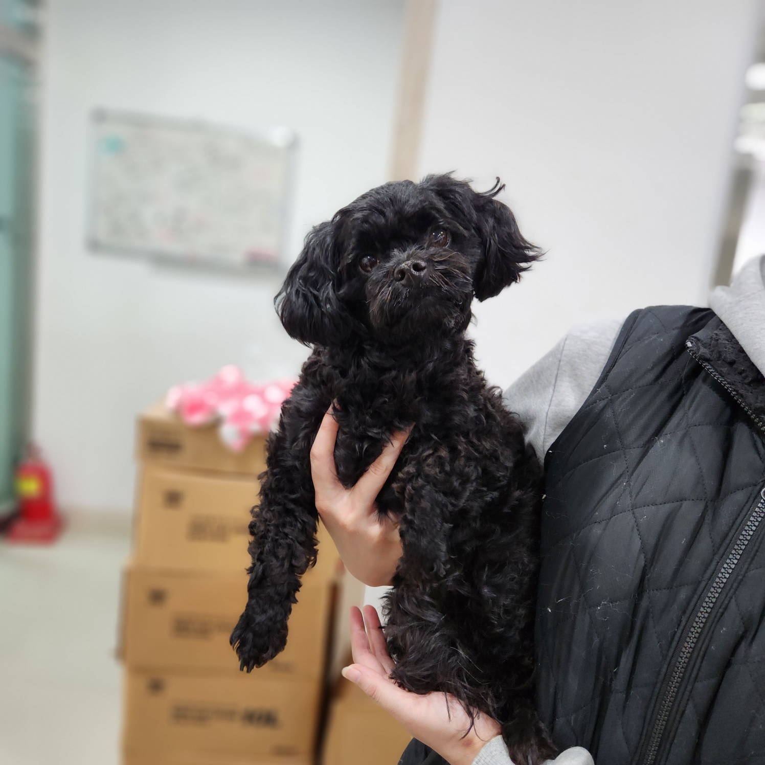 푸들 이미지 파일 입니다.
