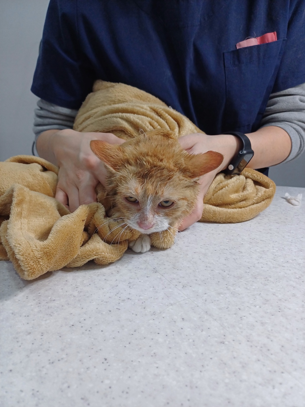 한국 고양이 이미지 파일 입니다.