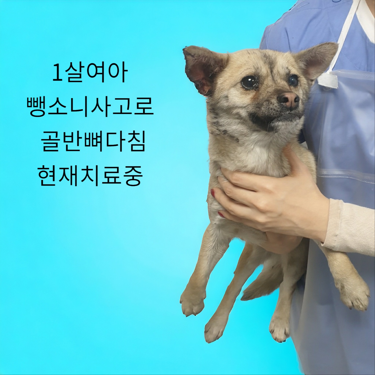 믹스견 이미지 파일 입니다.