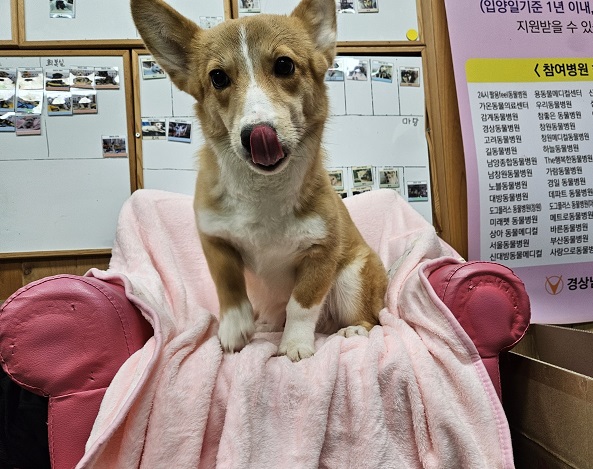 웰시 코기 펨브로크 이미지 파일 입니다.