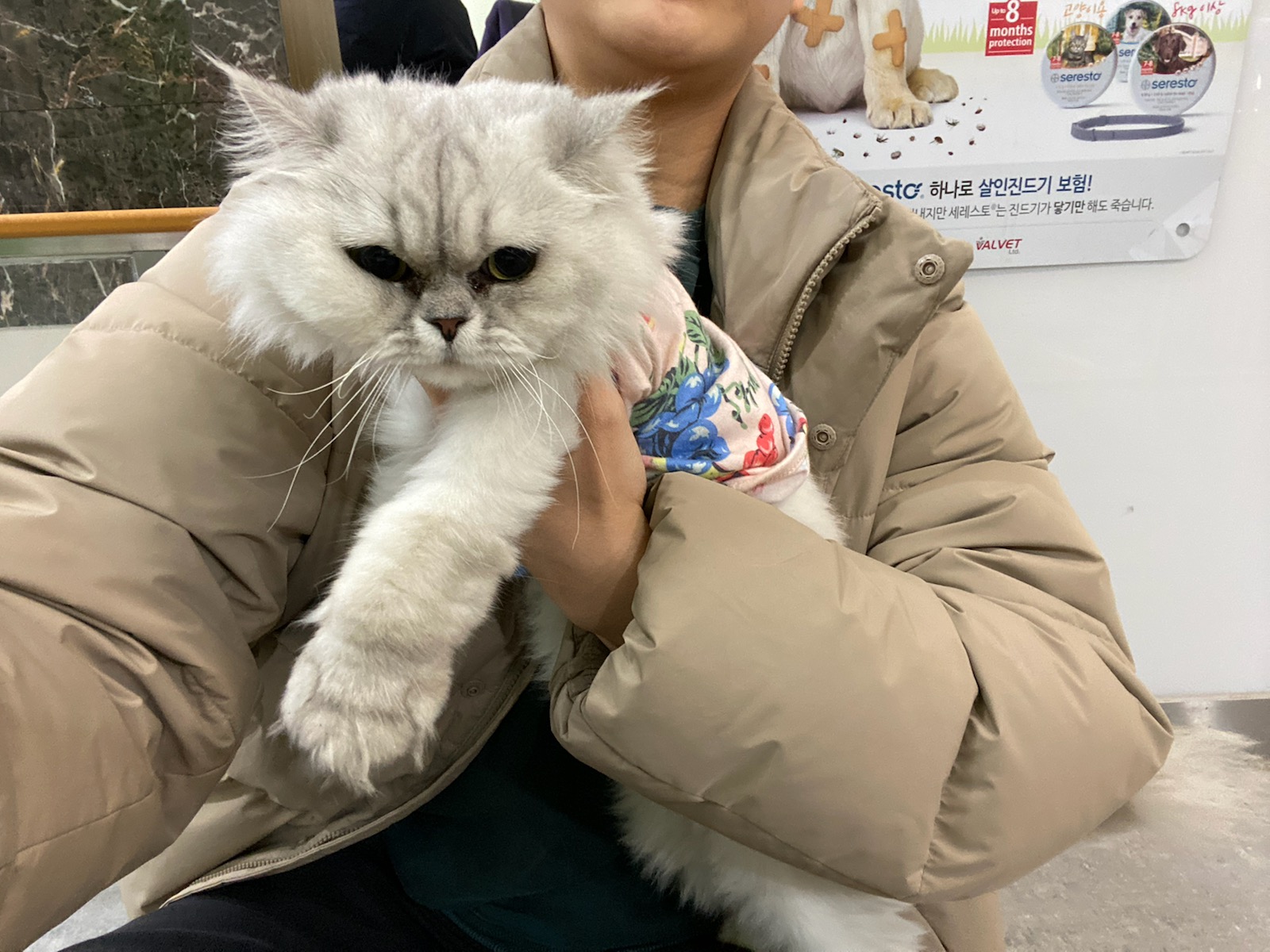페르시안 이미지 파일 입니다.
