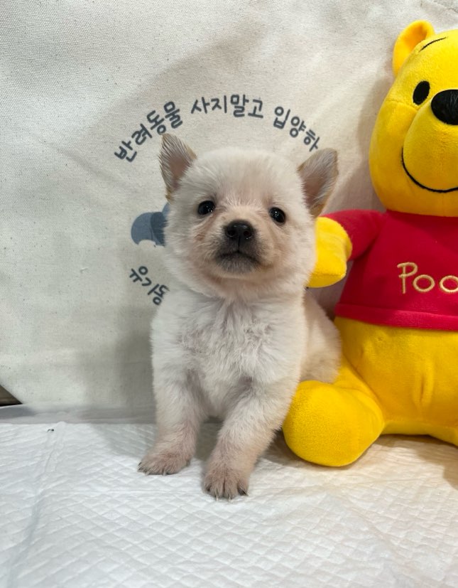 믹스견 이미지 파일 입니다.