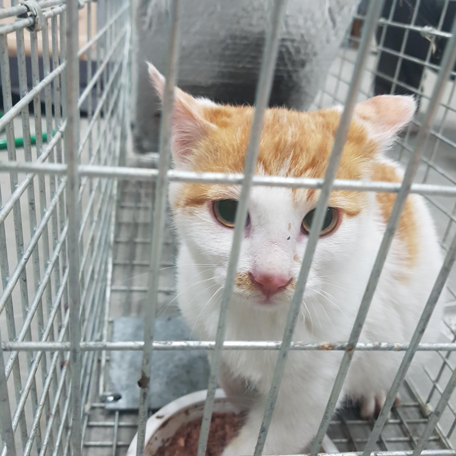한국 고양이 이미지 파일 입니다.