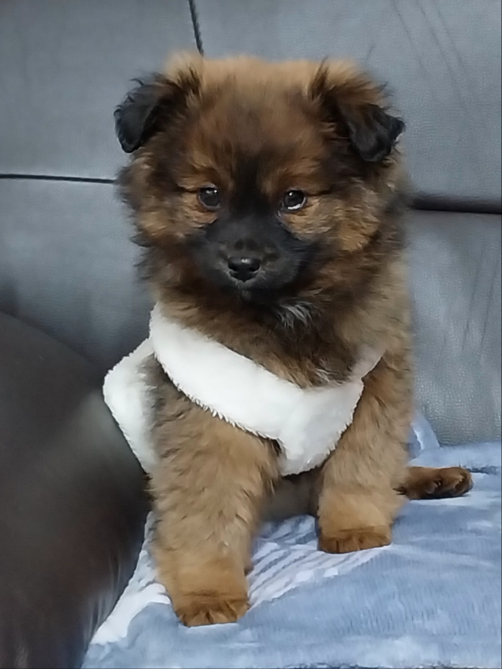 믹스견 이미지 파일 입니다.
