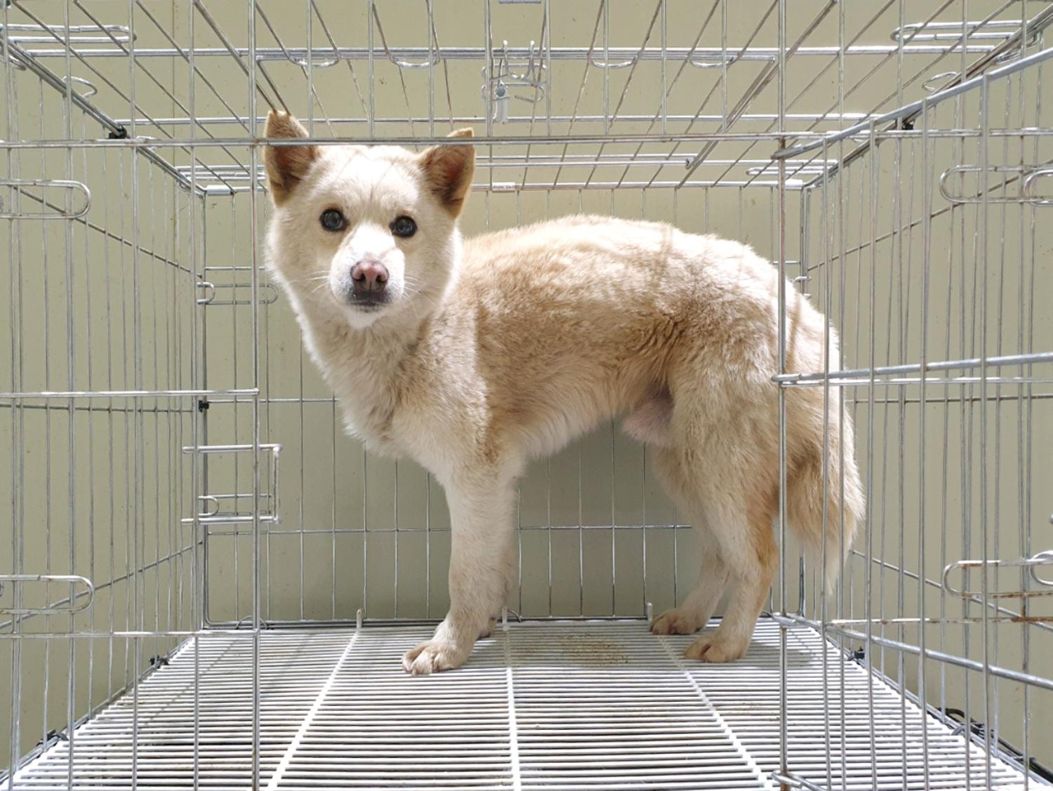 믹스견 이미지 파일 입니다.