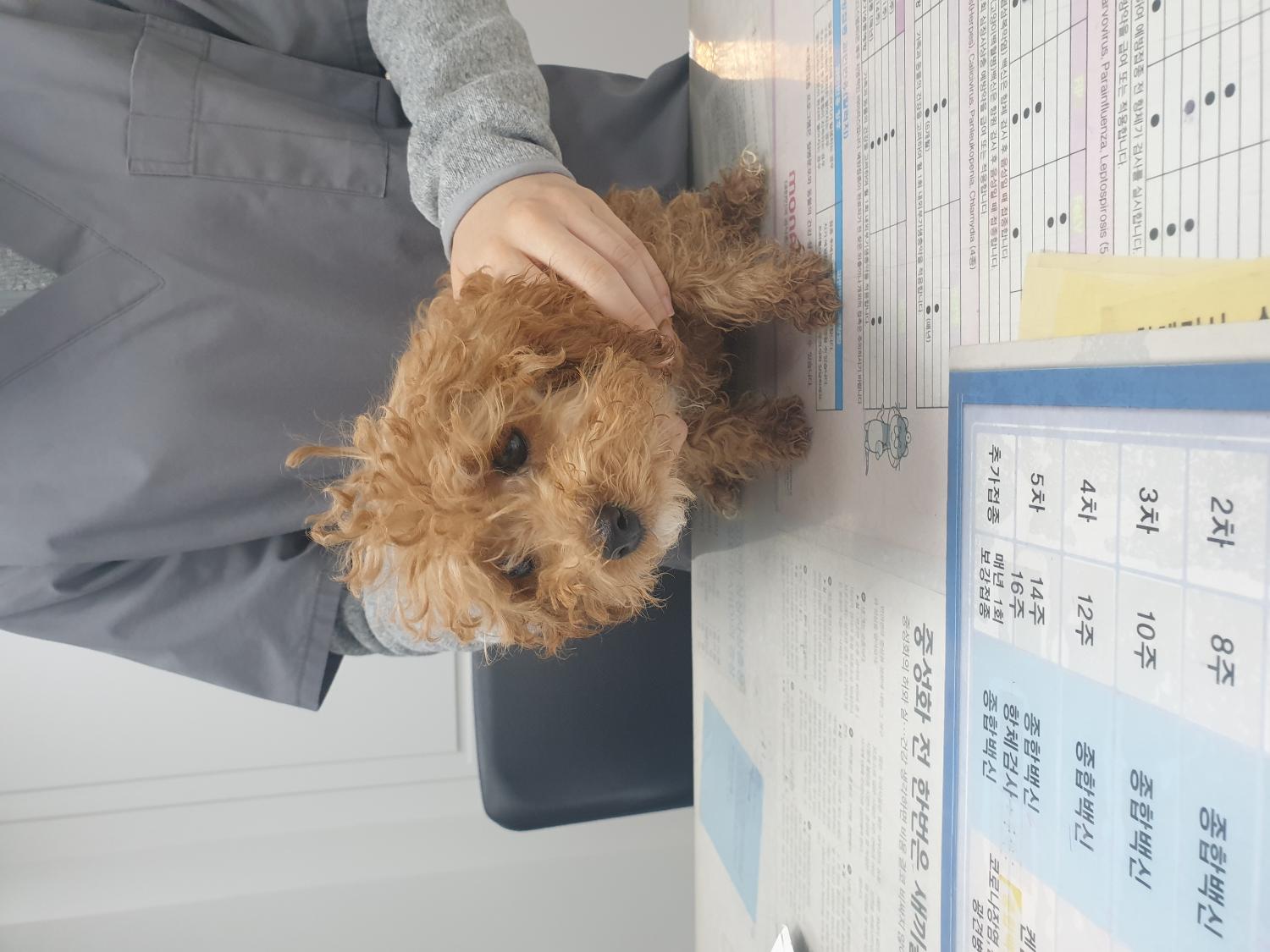 푸들 이미지 파일 입니다.