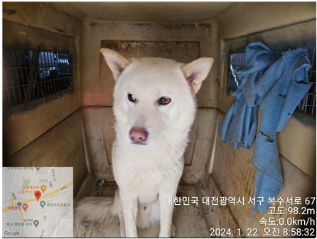 진도견 이미지 파일 입니다.