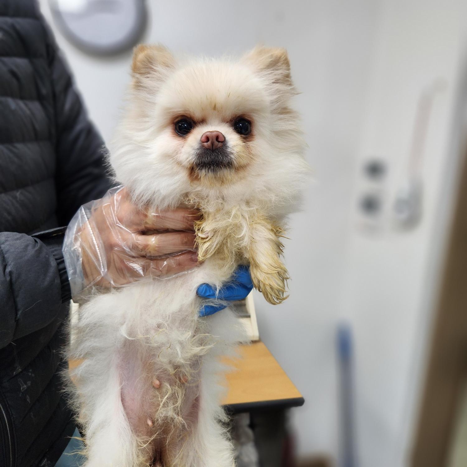 포메라니안 이미지 파일 입니다.