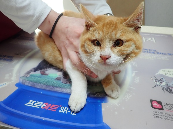 한국 고양이 이미지 파일 입니다.