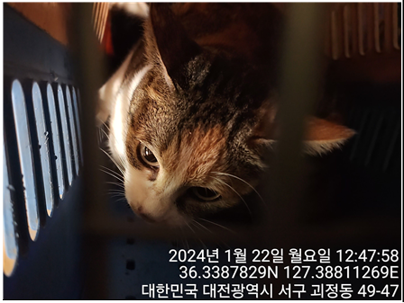 한국 고양이 이미지 파일 입니다.