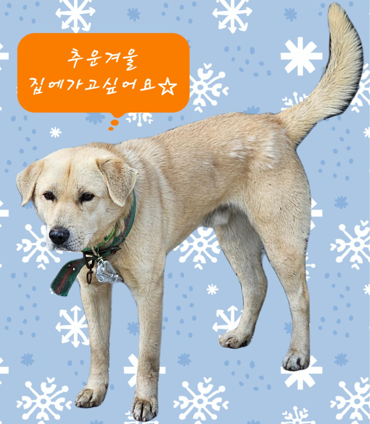 믹스견 이미지 파일 입니다.