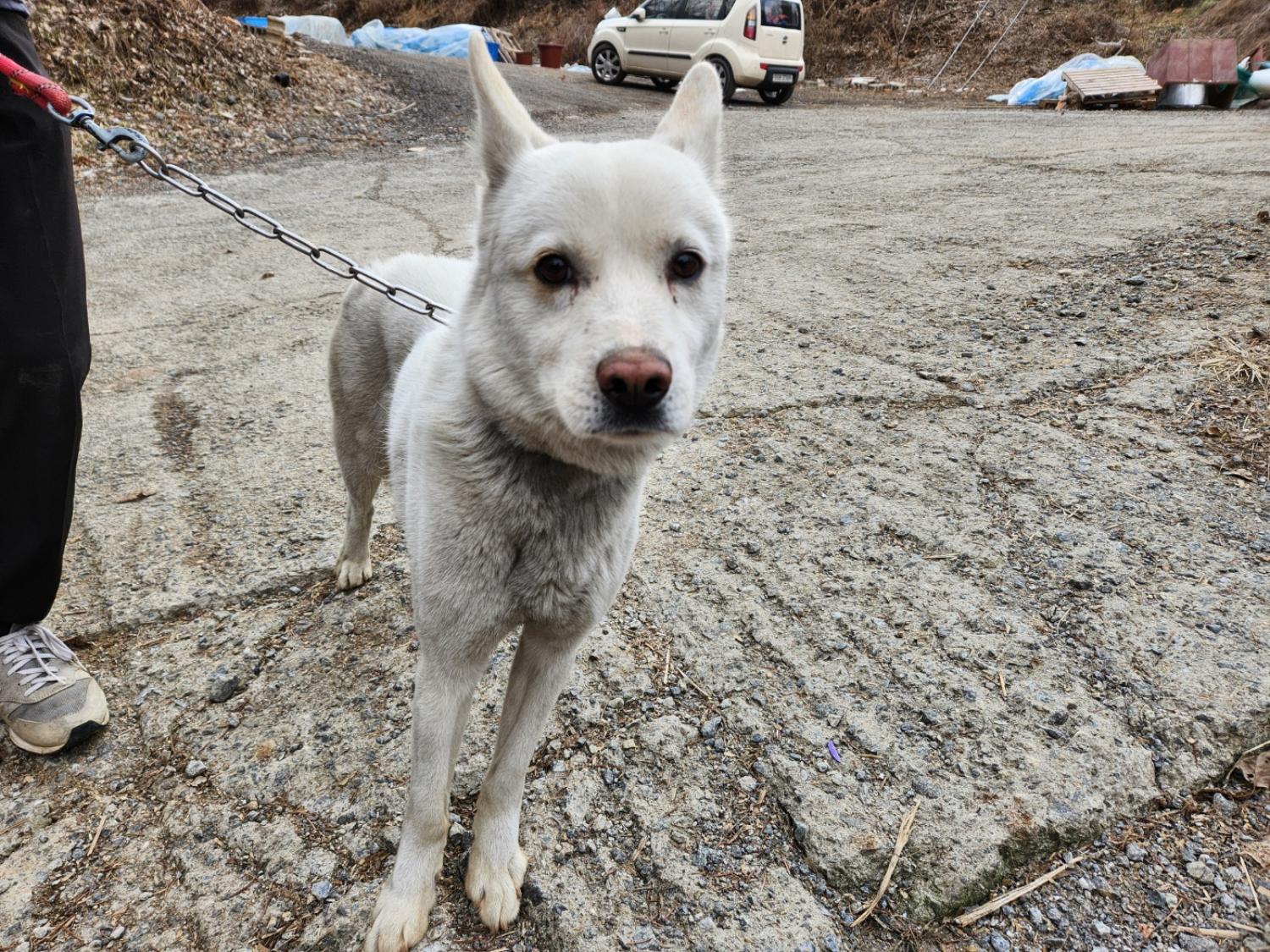 믹스견 이미지 파일 입니다.