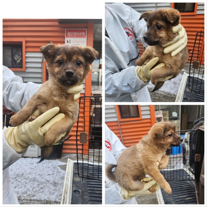 믹스견 이미지 파일 입니다.