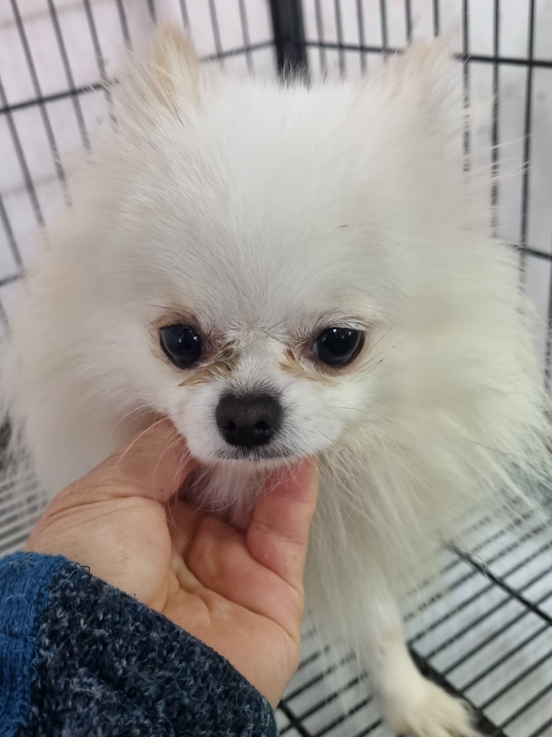 포메라니안 이미지 파일 입니다.